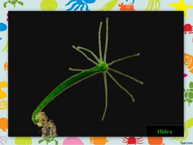 hidra dupljari hidra dupljari